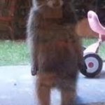 Raccoon