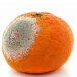 Rotting Trump orange meme