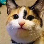 cat face