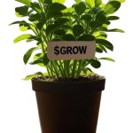 PLANT $grow