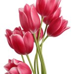 Red tulips