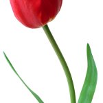 A tulip
