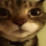 Cat stare