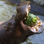 Hippo eating watermelon