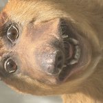 Animal Smile