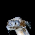 Ugly fish face