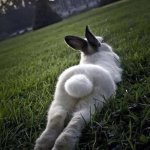 Bunn butt
