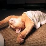 sleeping cat funny