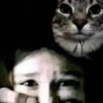 Cat holding hostage