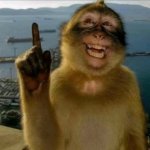 monkey