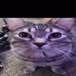 cat template
