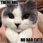 There are no bad kitties. | THERE ARE; NO BAD CATS | image tagged in bad cat,cats,cat | made w/ Imgflip meme maker