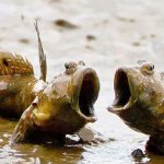 Mudskipper