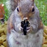 Gun squirrel