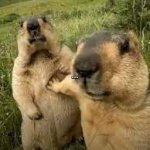 Hol Up Marmots