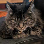Jaq the grumpy Cat