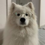 Smart samoyed