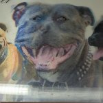 Pit bull