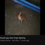 stupid gay idiot frogs fighting
