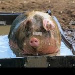 pig in a tub