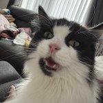 Fluffy scared