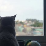 Cat looking out of the window, cropped.