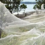 spider webs