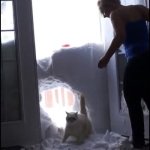 cat through snow GIF Template