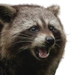 Raccoon