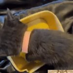Clever Cats | Food Thief Part 2 | image tagged in gifs,cats,hungry,thieves,steal,lol | made w/ Imgflip video-to-gif maker