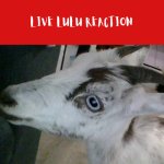 live lulu reaction
