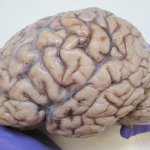 Human Brain template