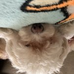 Tired Dog
