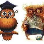 Owl, before and after meme