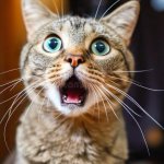 gato sorprendido