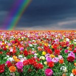 Rainbow Field