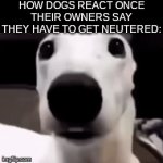 uh oh.. | HOW DOGS REACT ONCE THEIR OWNERS SAY THEY HAVE TO GET NEUTERED: | image tagged in gifs,memes,dogs,funny | made w/ Imgflip video-to-gif maker