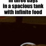 into the toilet you go | how goldfish feel after dying in three days in a spacious tank with infinite food | image tagged in gifs,memes,fun stream,fyp,front page,goldfish | made w/ Imgflip video-to-gif maker