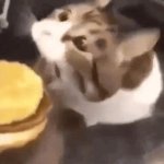 Cibby, you can haz cheeseburger