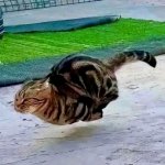 Fast Cat