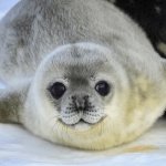 Cute Seals, Happy.