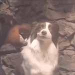 ragebait dog GIF Template
