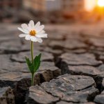 Daisy in the Pavement
