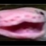 WideHappySnake