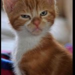 Angry kitty meme