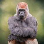Gorilla Zoe