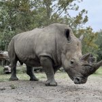 Hot in these rhinos