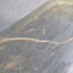 Guest 666 the red tail catfish