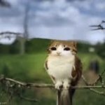 A meowl