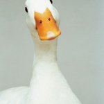 duckkky